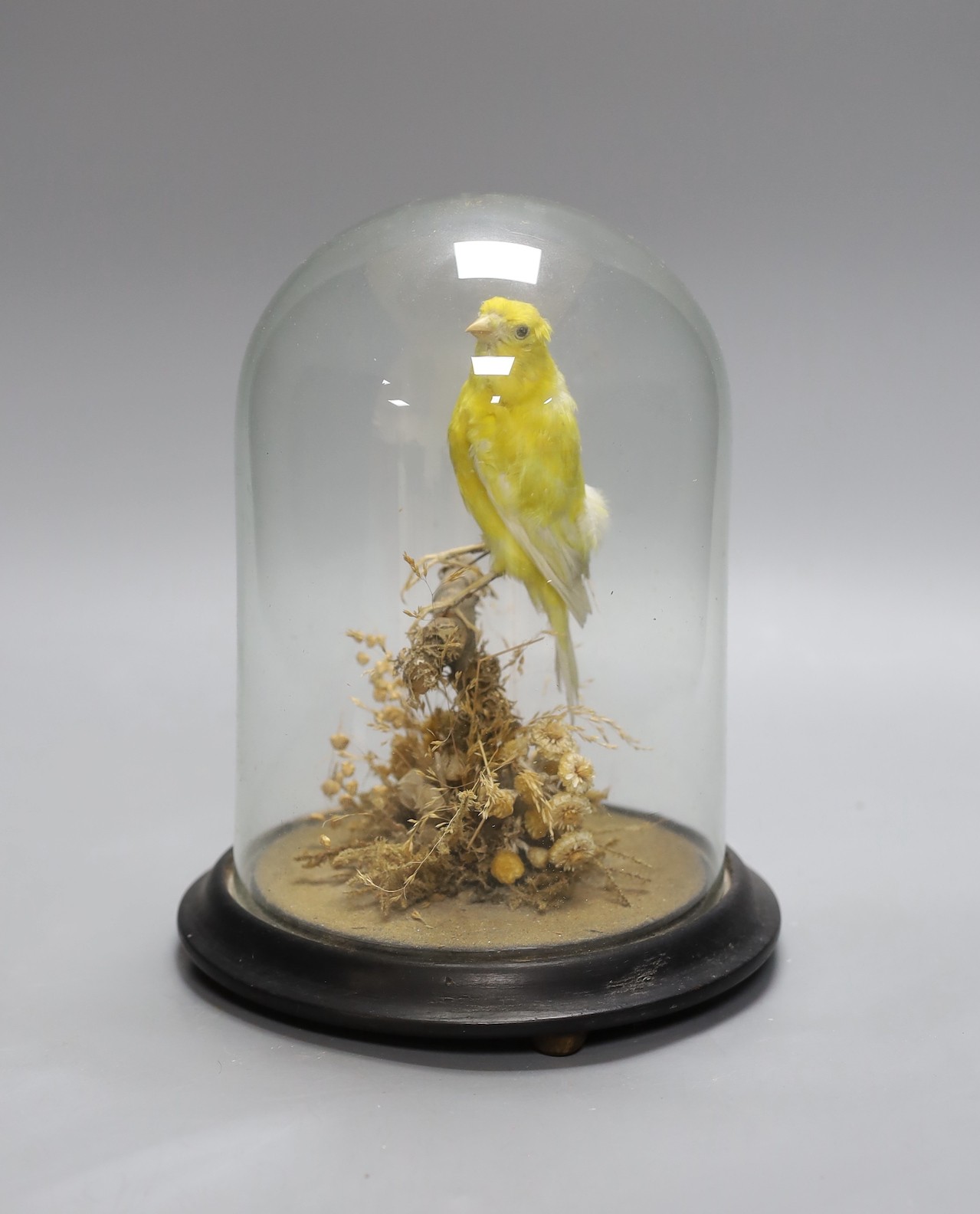 A taxidermy yellow Canary on stand, under a clear glass dome, 22cms high